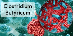 Clostridium-butyricum